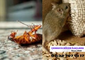 Çankaya Fare İlaçlama | Çankaya Böcek İlaçlama 