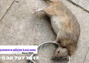 Fare İlaçlama